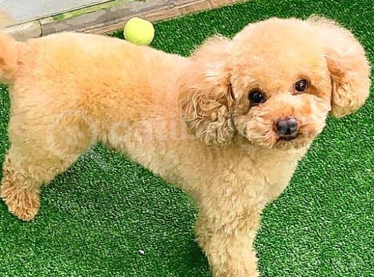 Toy Poodlee görsel