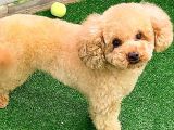 Toy Poodlee