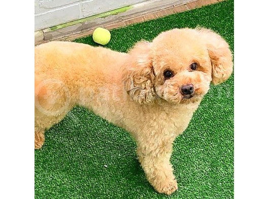 Toy Poodlee görsel