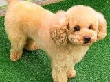 Toy Poodlee