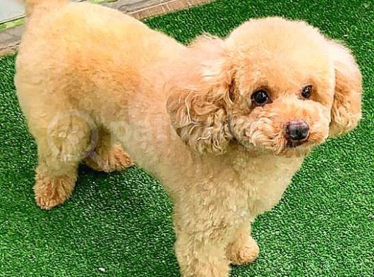 Toy Poodlee görsel