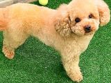 Toy Poodlee