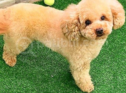 Toy Poodlee görsel