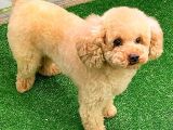 Toy Poodlee
