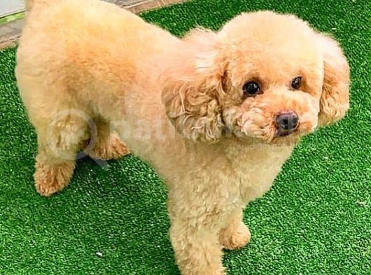 Toy Poodlee görsel
