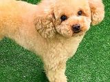 Toy Poodlee