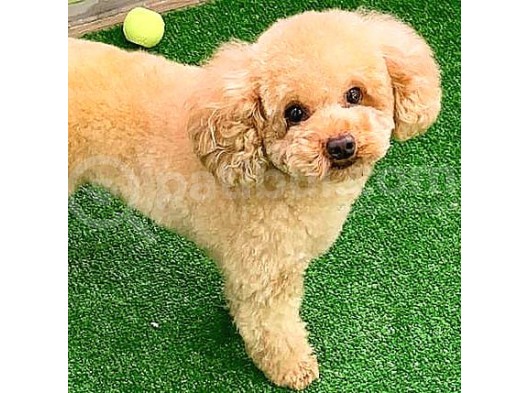 Toy Poodlee görsel