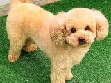 Toy Poodlee