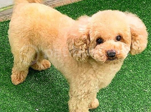 Toy Poodlee görsel