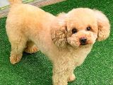 Toy Poodlee