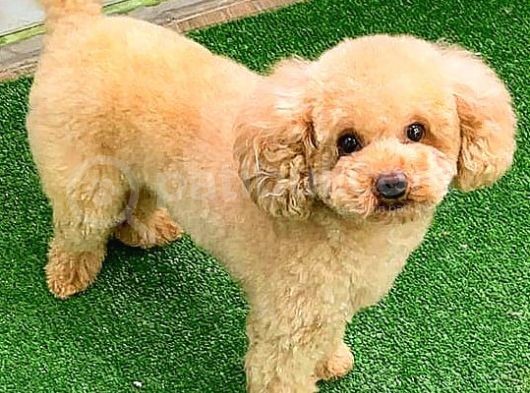 Toy Poodlee görsel