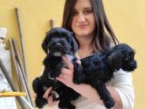 Minyatür Schnauzer Yavruları (Bursa Köpek Okulu)