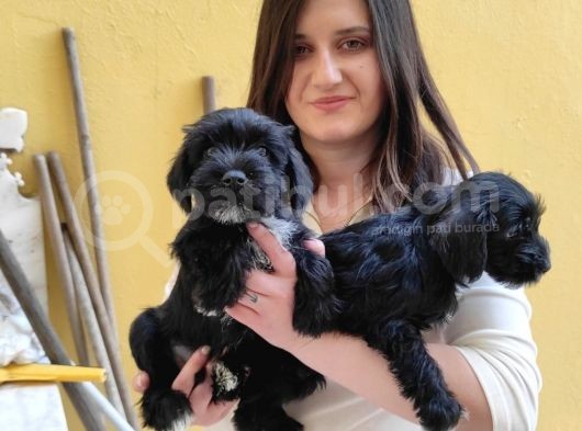 Minyatür Schnauzer Yavruları (Bursa Köpek Okulu)