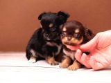 Mini Mini Long Chihuahua