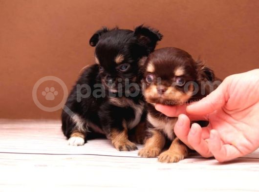 Mini Mini Long Chihuahua görsel