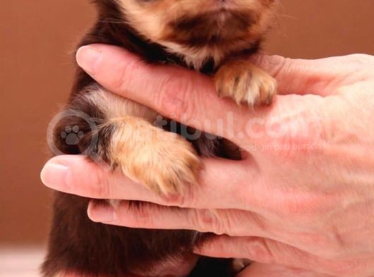 Mini Mini Long Chihuahua görsel