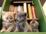 Biblo Gibi British Shorthair