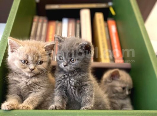 Biblo Gibi British Shorthair görsel