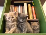 Biblo Gibi British Shorthair
