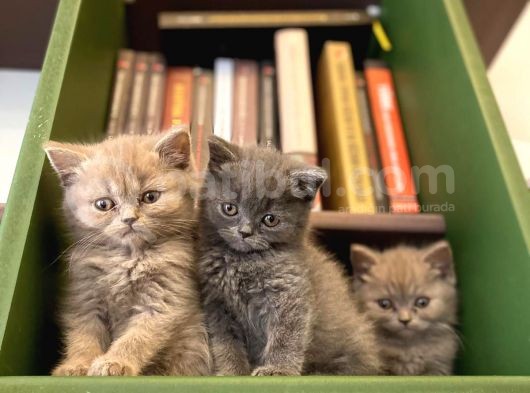 Biblo Gibi British Shorthair görsel