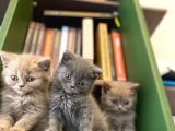 Biblo Gibi British Shorthair