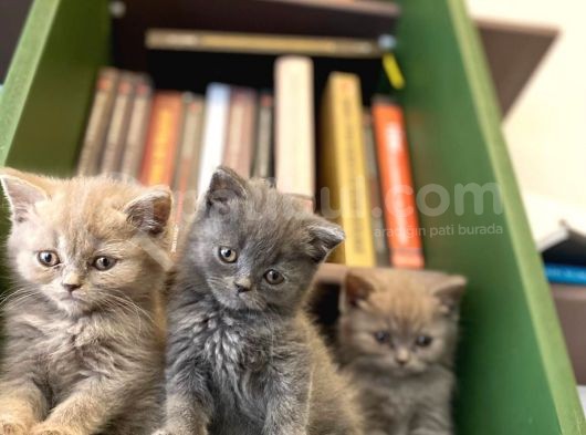 Biblo Gibi British Shorthair görsel