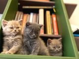 Biblo Gibi British Shorthair