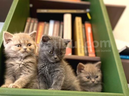 Biblo Gibi British Shorthair görsel