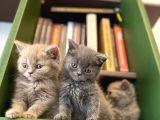 Biblo Gibi British Shorthair