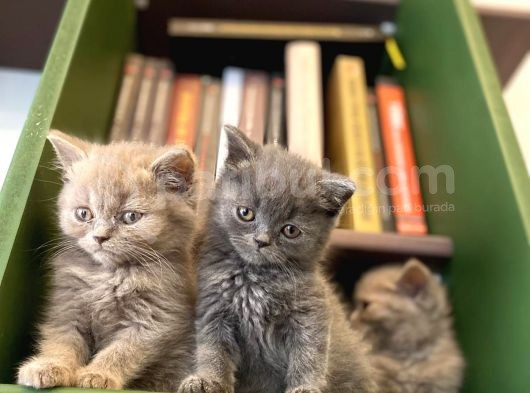 Biblo Gibi British Shorthair