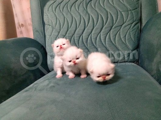 Safkan İran Persian Mavi̇ Göz Şampanya Kürk Özel Irk