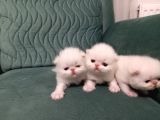 Safkan İran Persian Mavi̇ Göz Şampanya Kürk Özel Irk