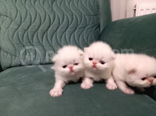 Safkan İran Persian Mavi̇ Göz Şampanya Kürk Özel Irk görsel