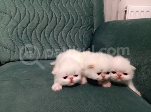 Safkan İran Persian Mavi̇ Göz Şampanya Kürk Özel Irk görsel
