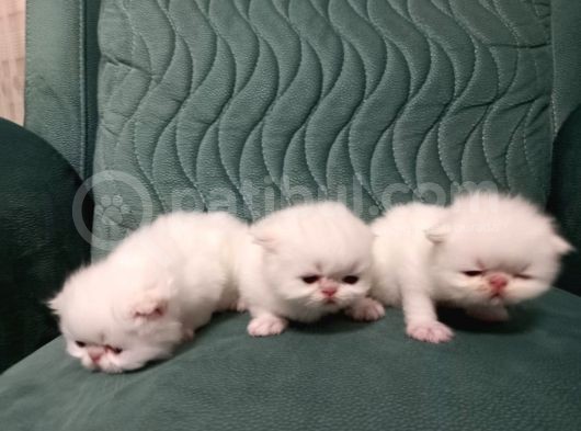 Safkan İran Persian Mavi̇ Göz Şampanya Kürk Özel Irk görsel