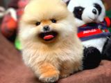 Tüy Dökülmesi Az Olan Pomeranian Yavrularımız