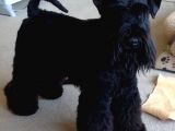 Minyatür Schnauzer Yavruları (Bursa Köpek Okulu)