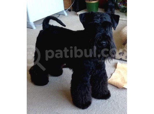 Minyatür Schnauzer Yavruları (Bursa Köpek Okulu) görsel