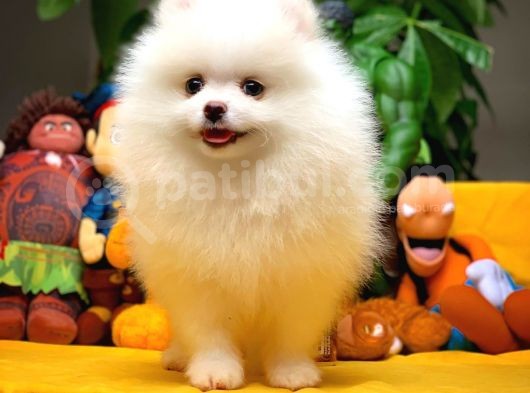 En İyi Kalıte Tcup Pomeranian Yavrularımız görsel