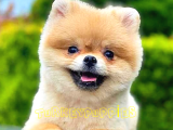 Pomeranian Boo