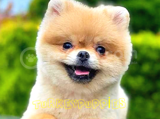 Pomeranian Boo görsel