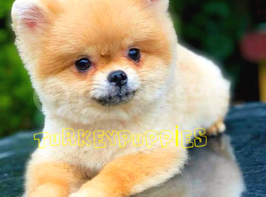 Pomeranian Boo görsel