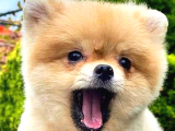 Pomeranian Boo