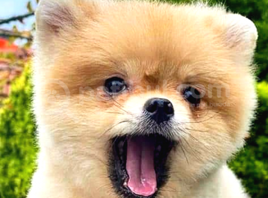 Pomeranian Boo