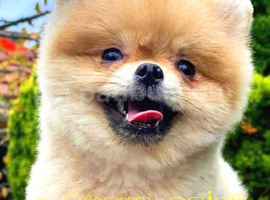 Pomeranian Boo görsel