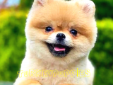 Pomeranian Boo