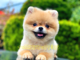 Pomeranian Boo