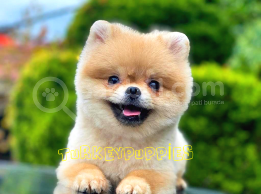 Pomeranian Boo görsel