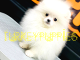 Pomeranian Boo