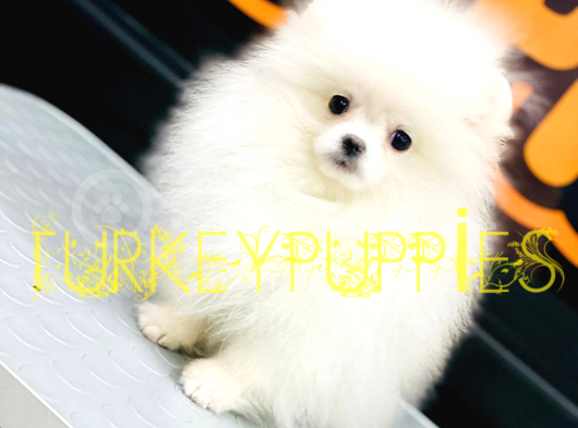 Pomeranian Boo görsel